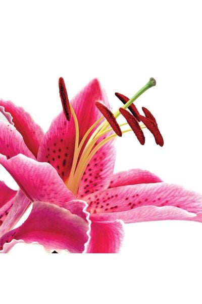 Power Build Onarıcı Şampuan 1000 ml